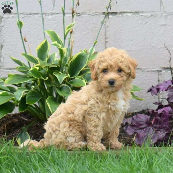 Maple, Bich-Poo Puppy