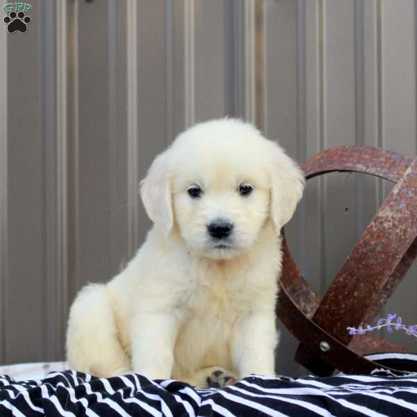 Mara, English Cream Golden Retriever Puppy