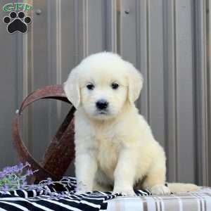 Mara, English Cream Golden Retriever Puppy