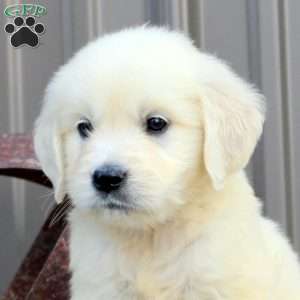 Mara, English Cream Golden Retriever Puppy