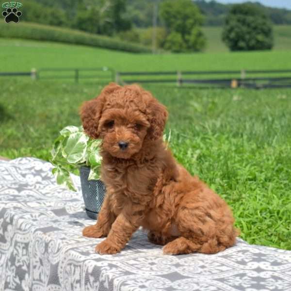 Marble, Miniature Poodle Puppy