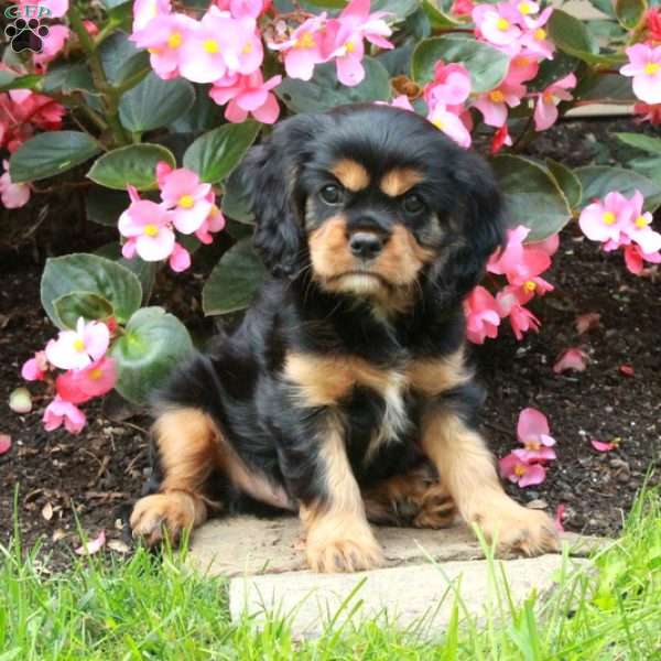 Marcus, Cavalier King Charles Spaniel Puppy