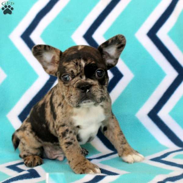 Marcus, Frenchton Puppy