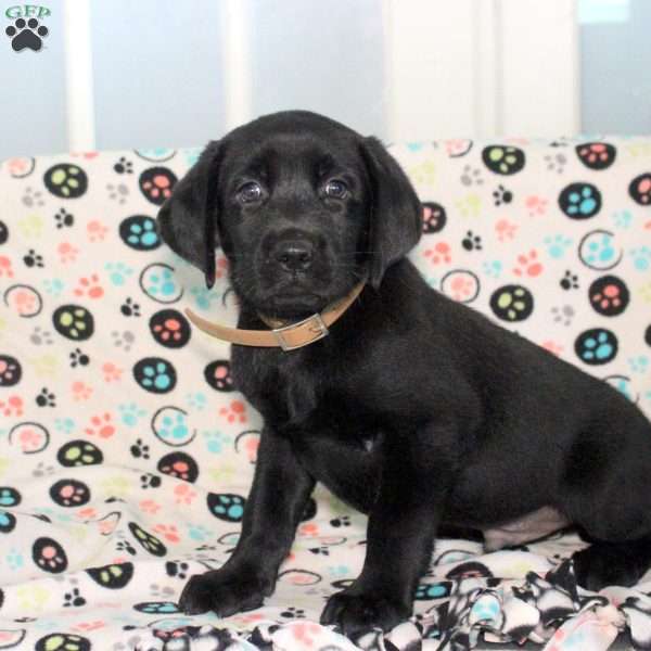 Marcus, Black Labrador Retriever Puppy