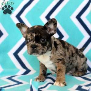 Marcus, Frenchton Puppy