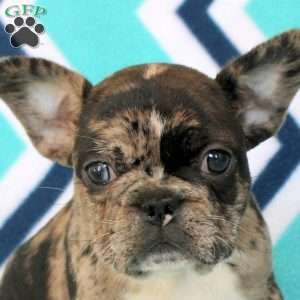 Marcus, Frenchton Puppy
