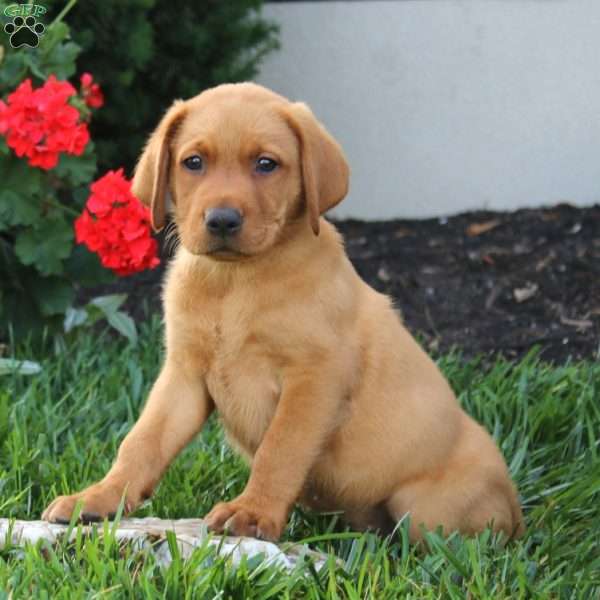 Marcus, Fox Red Labrador Retriever Puppy