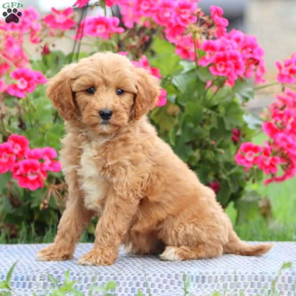 Marcus, Goldendoodle Puppy