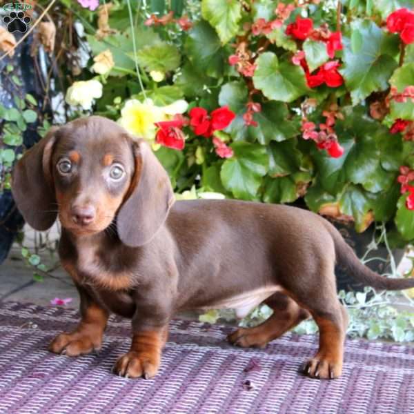 Marcus, Dachshund Puppy