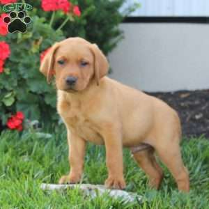Marcus, Fox Red Labrador Retriever Puppy