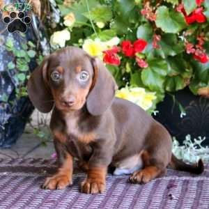 Marcus, Dachshund Puppy