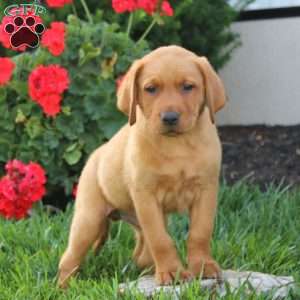 Marcus, Fox Red Labrador Retriever Puppy