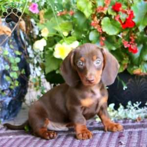 Marcus, Dachshund Puppy
