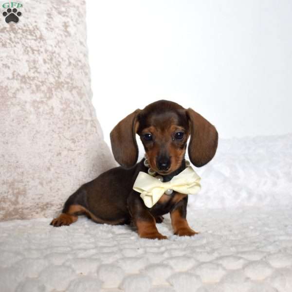 Margie, Dachshund Puppy