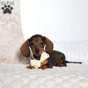 Margie, Dachshund Puppy