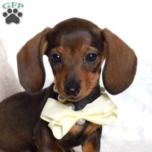 Margie, Dachshund Puppy