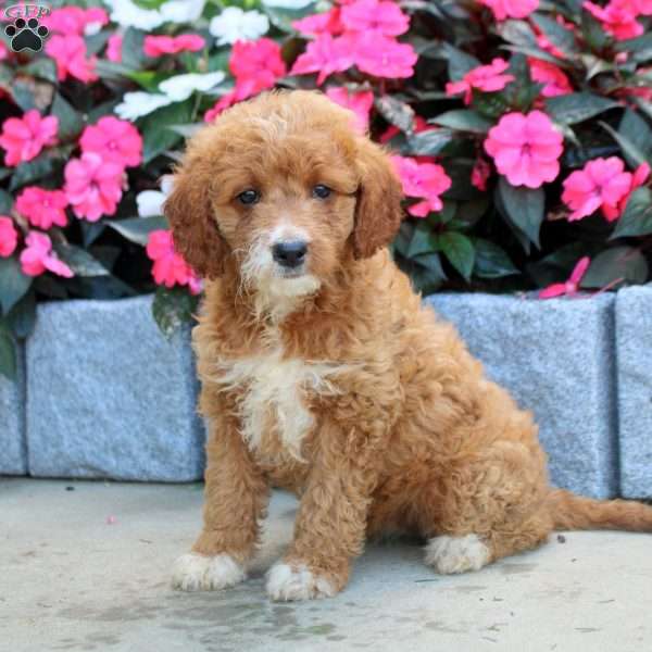 Mariano, Mini Goldendoodle Puppy