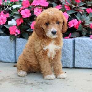 Mariano, Mini Goldendoodle Puppy