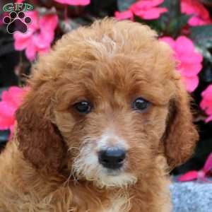 Mariano, Mini Goldendoodle Puppy