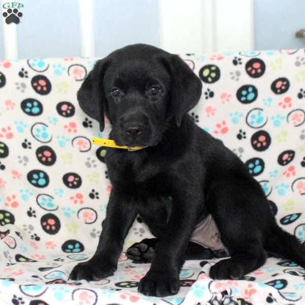 Marigold, Black Labrador Retriever Puppy