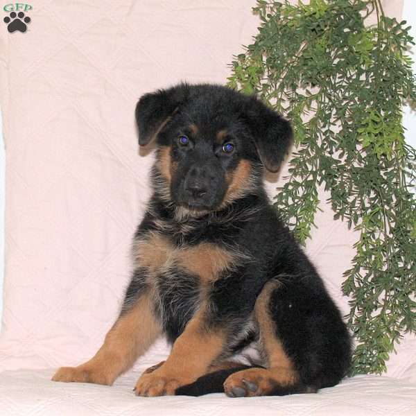 Marissa, German Shepherd Puppy