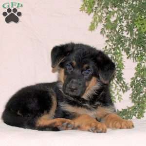 Marissa, German Shepherd Puppy