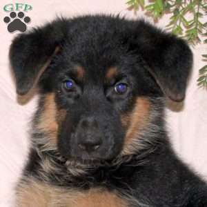 Marissa, German Shepherd Puppy