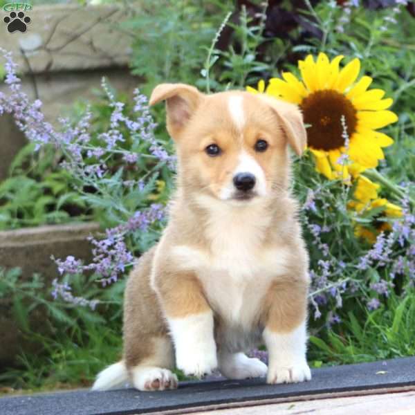 Mark, Pembroke Welsh Corgi Puppy