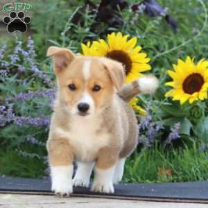 Mark, Pembroke Welsh Corgi Puppy