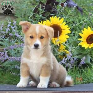 Mark, Pembroke Welsh Corgi Puppy