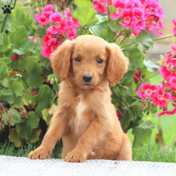 Marlee, Goldendoodle Puppy