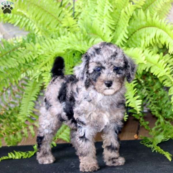 Marlee, Miniature Poodle Puppy