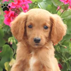 Marlee, Goldendoodle Puppy