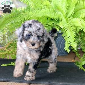 Marlee, Miniature Poodle Puppy