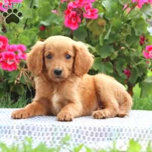 Marlee, Goldendoodle Puppy