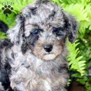 Marlee, Miniature Poodle Puppy