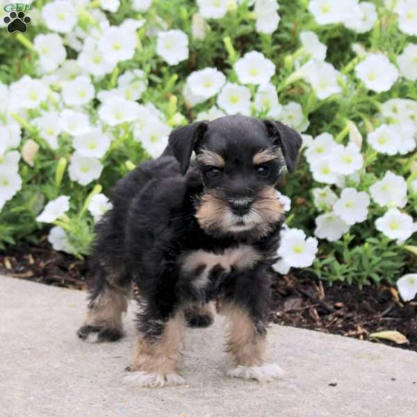 Marley, Miniature Schnauzer Puppy