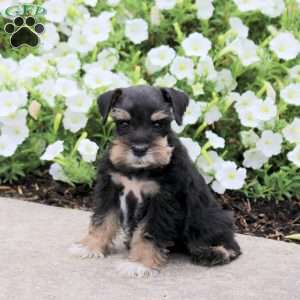 Marley, Miniature Schnauzer Puppy