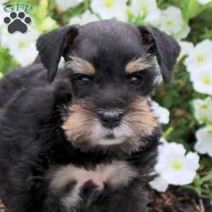 Marley, Miniature Schnauzer Puppy