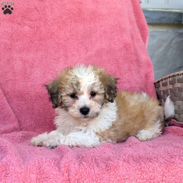 Marley, Teddy Bear Puppy