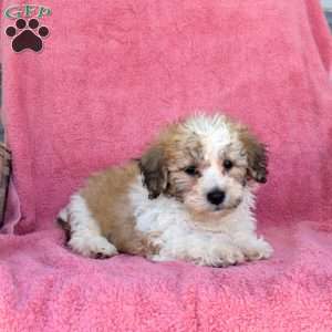 Marley, Teddy Bear Puppy