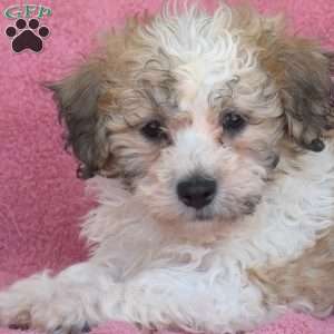 Marley, Teddy Bear Puppy