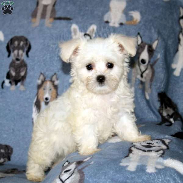 Marlin, Maltese Puppy