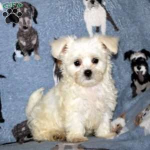 Marlin, Maltese Puppy