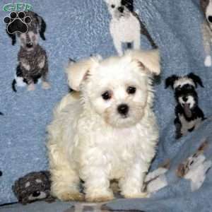 Marlin, Maltese Puppy