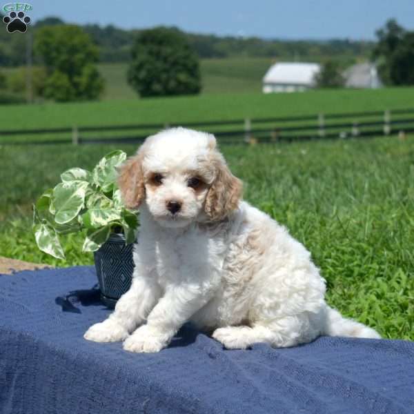 Marshall, Mini Goldendoodle Puppy