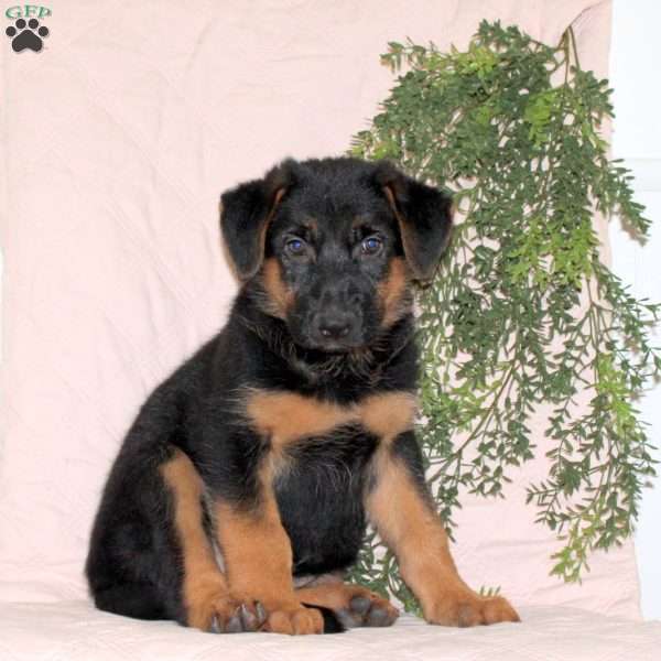 Marshall, German Shepherd Puppy