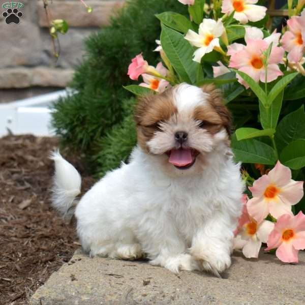 Marshall, Shih Tzu Puppy