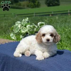 Marshall, Mini Goldendoodle Puppy