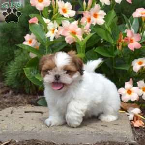 Marshall, Shih Tzu Puppy